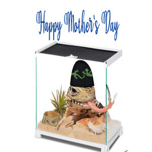 6 Tegu Lizard Assorted Greeting Cards.  Hand Made.